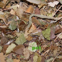 Mixerama Chinchillas Blättervielfalt